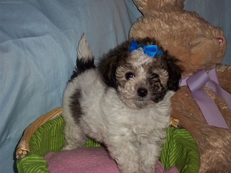 Foto: kenci maltez-pudl-[citace]Anonymn # maltipoo[/citace]