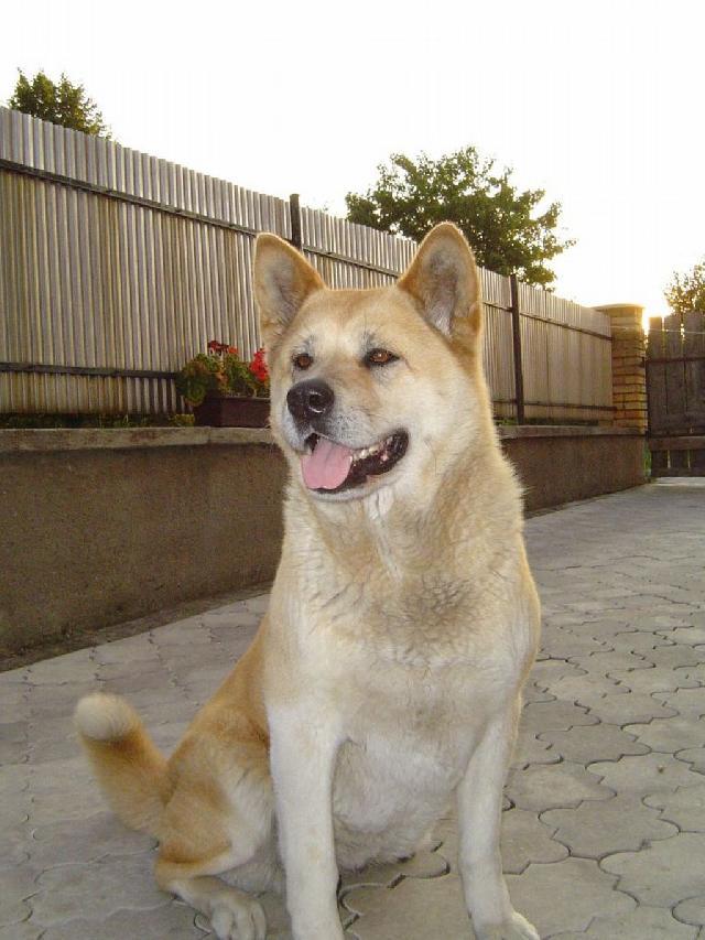 Fotky: Akita-inu (foto, obrazky)