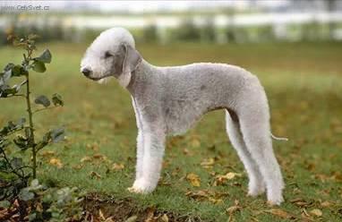 Fotky: Bedlington terier (foto, obrazky)