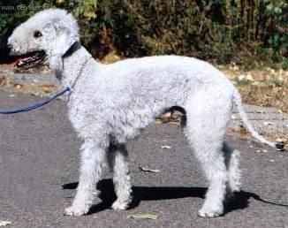 Fotky: Bedlington terier (foto, obrazky)