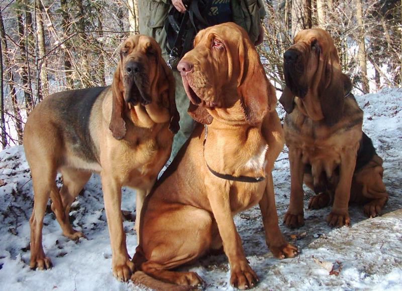 Fotky: Bloodhound (foto, obrazky)