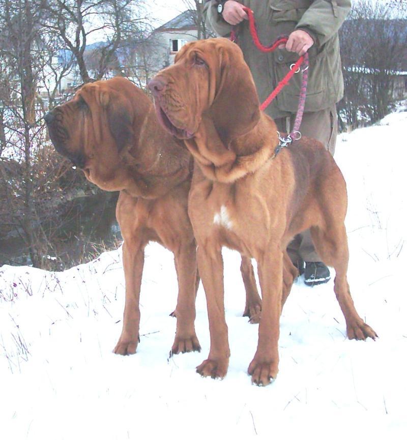 Fotky: Bloodhound (foto, obrazky)