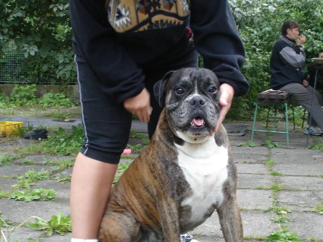 Fotky: Německý boxer (foto, obrazky)