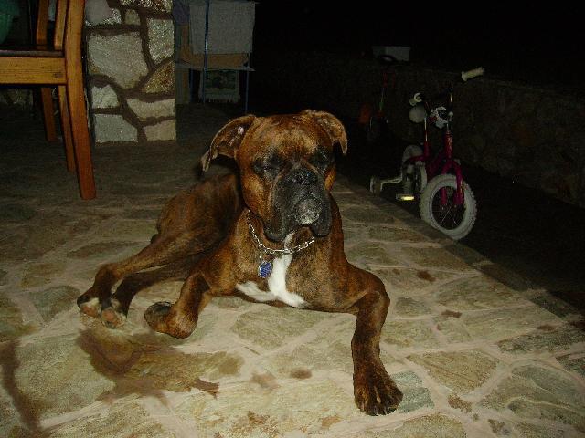 Fotky: Německý boxer (foto, obrazky)