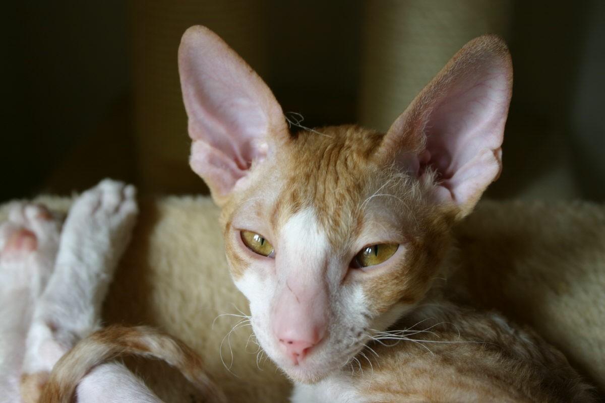 Fotky: Cornish Rex (foto, obrazky)