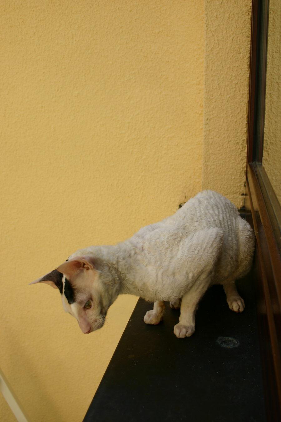 Fotky: Cornish Rex (foto, obrazky)