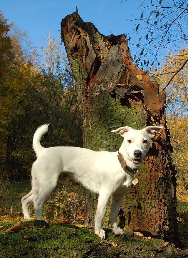 Fotky: Jack Russelův Teriér (foto, obrazky)