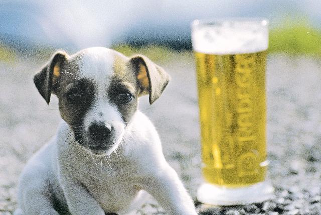 Fotky: Jack Russelův Teriér (foto, obrazky)