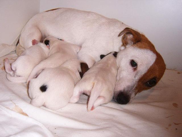 Fotky: Jack Russelův Teriér (foto, obrazky)