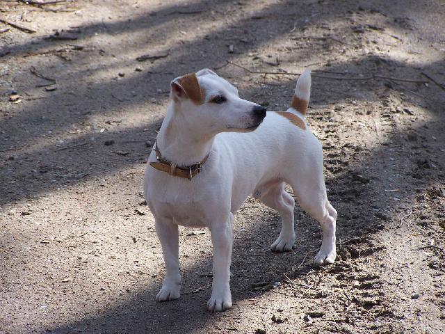 Fotky: Jack Russelův Teriér (foto, obrazky)