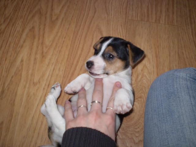 Fotky: Jack Russelův Teriér (foto, obrazky)