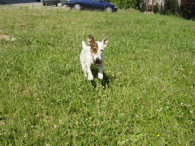 Fotky: Jack Russelův Teriér (foto, obrazky)