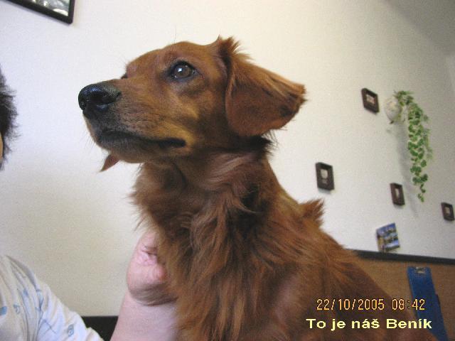 Fotky: Jezev��k (foto, obrazky)