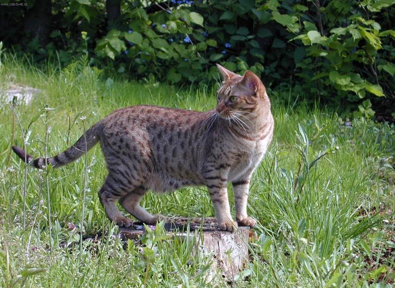 Fotky: Ocicat koka (foto, obrazky)