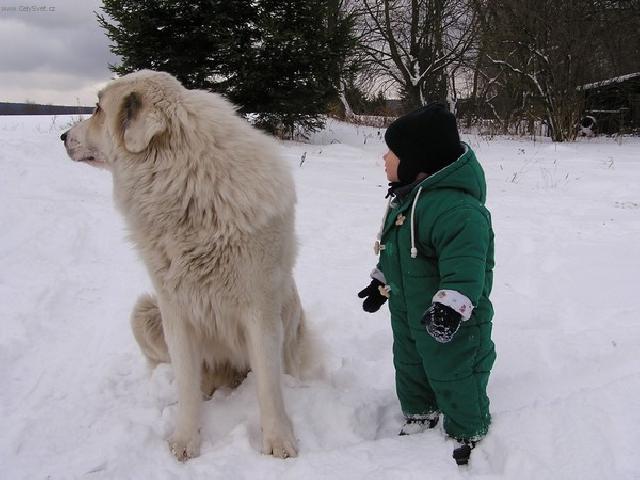 Fotky: Pyrenejsk horsk pes (foto, obrazky)