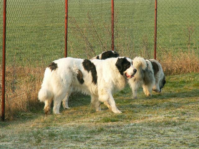 Fotky: Pyrenejsk mastin (foto, obrazky)