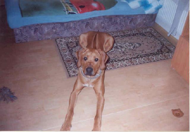 Fotky: Rhodsk ridgeback, Rhodzsk ridgeback (foto, obrazky)