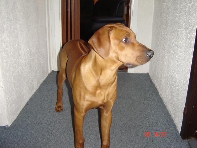 Fotky: Rhodsk ridgeback, Rhodzsk ridgeback (foto, obrazky)