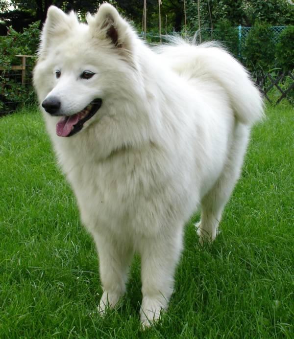 Fotky: Samojed (foto, obrazky)