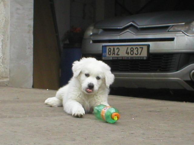 Fotky: Slovensk� �uva� (foto, obrazky)