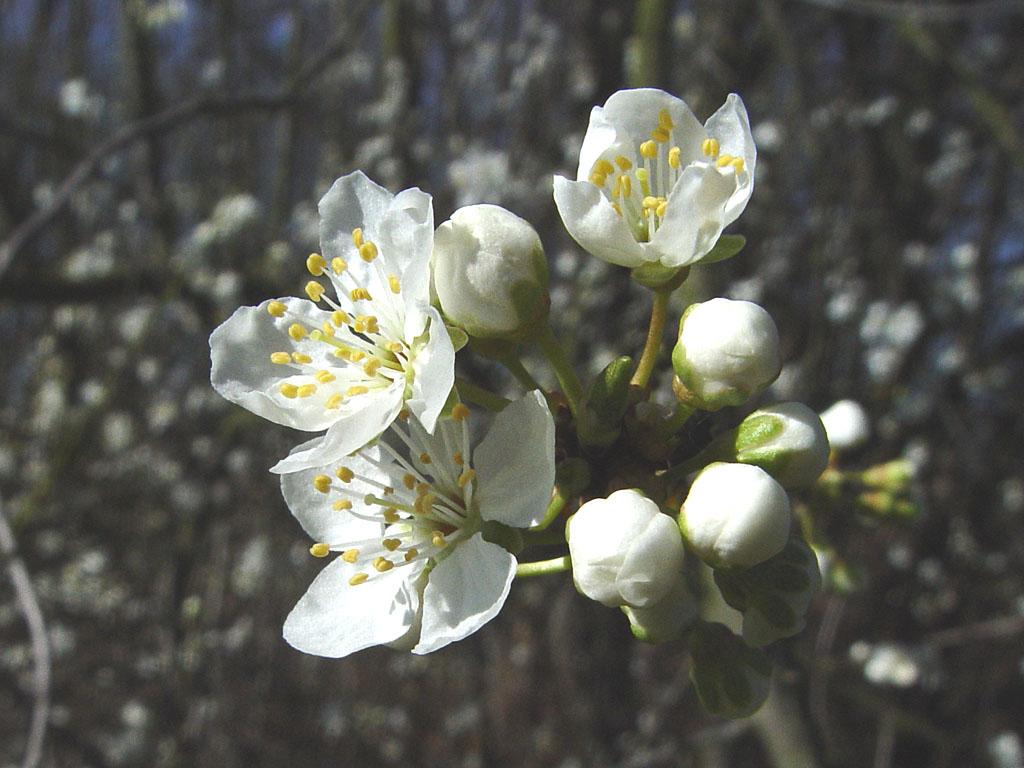 Fotky: Trnka Obecn (foto, obrazky)