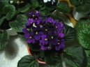 Pokojov rostliny:  > Africk fialka (Saintpaulia)