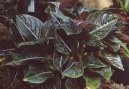 Pokojov rostliny:  > Aglaonema (Aglaonema rotundum)