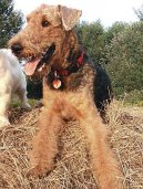 :  > Airedale terier (Airedale Terrier)