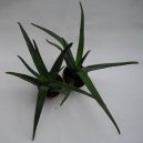 Pokojov rostliny: Nekvetouc > Aloe vera (Aloe)
