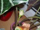 Pokojov rostliny: Nekvetouc > Alokzie (Alocasia)