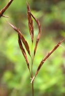 Pokojov rostliny: Nekvetouc > Bambus (Arundinaria)
