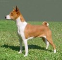 Fotky: Basenji (foto, obrazky)