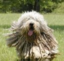 :  > Bergamsk ovk (Bergamasco Shepherd Dog)