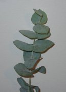 Pokojov rostliny: Liv > Blahovink, eukalyptus (Eucalyptus globulus)