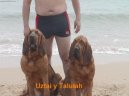 Fotky: Bloodhound (foto, obrazky)