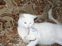 Koky: Krtkosrst a somlsk > Britsk krtkosrst koka (British Shorthair Cat)