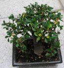 Pokojov rostliny: Nron na pstovn > Buxus harlandii, buxus microphylla sinica, Zimostrz (Buxus harlandii, buxus microphylla sinica)