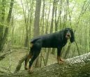 :  > erno-tslov coonhound (Black and Tan Coonhound)