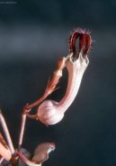 Pokojov rostliny:  > Ceropgie (Ceropegia Woodii)