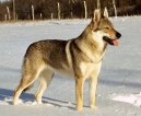 :  > eskoslovensk vlk (Czechoslovakian wolfdog)