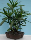 Pokojov rostliny:  > Chamedorea, horska palma (Chamaedorea elegans)