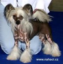 Fotky: nsk chocholat pes (foto, obrazky)