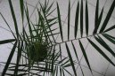 Datlov palma, finik, datlovnk