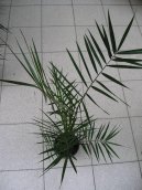 Datlov palma, finik, datlovnk