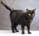 :  > Evropsk krtkosrst koka (European Shorthair Cat)
