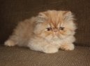 Koky: Klidn > Exotick dlouhosrst koka (Exotic Longhair Cat)