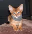 Koky: Aktivn > Habesk koka (Abyssinian cat)