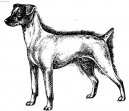 Ps plemena:  > Japonsk terir (Japanese Terrier, Nihon Terrier)