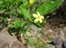 Pokojov rostliny: Popnav rostliny > Jasmn (Jasminum officinale)