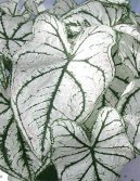 Pokojov rostliny: Popnav rostliny > Kaladium, ovnk (Caladium Hortulanum)